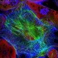 Rejoignez notre webinar et apprenez comment préserver vos cellules