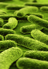 Anticorps primaires Anti-Bactéries
