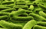 Microbiologie