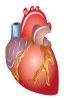 ADNc humain - Système cardiaque