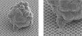 Technologie NanoCulture® pour la culture cellulaire 3D