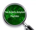 Peptides Tau et Bêta Amyloïdes