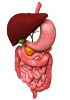 ADNc humain - Système digestif