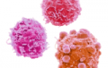 Cellules primaires du cancer colorectal humain