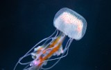 A base de collagène de méduse