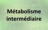 Métabolisme intermédiaire