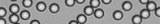 Microsphères Magnétiques coatées Streptavidine - Hautement uniformes