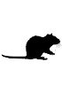 Fibronectine de rat