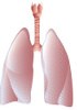 ADNc Simien - Système respiratoire