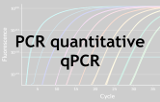 PCR quantitative - qPCR