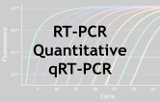 qRT-PCR