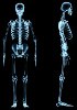 ADNc humain - Système squelettique