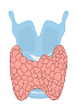 Blocs et tissus - Humain - Thyroïde