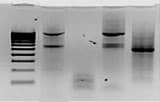 Produits pour Western Blot